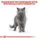 Вологий корм для котів породи британська короткошерста Royal Canin British Shorthair Adult Gravy pouch 85 г (1 упак 12 шт) Royal Canin – купити зі знижкою %