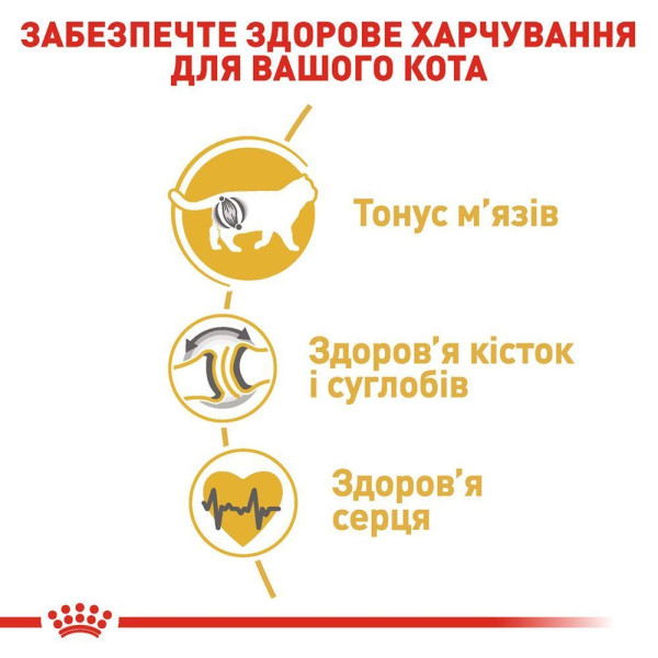 Сухий корм для котів породи британська короткошерста Royal Canin British Shorthair Adult 10 кг Royal Canin – купити зі знижкою %