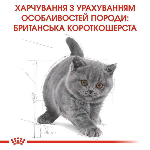 Сухий корм для кошенят Royal Canin Kitten British Shorthair 2 кг Royal Canin – купити зі знижкою %