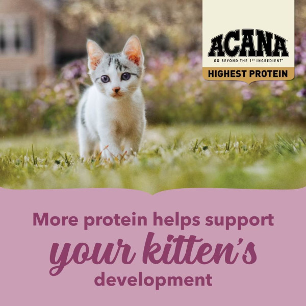 Сухий корм для кошенят Acana Highest Protein Kitten 1,8 кг - асорті Acana – купити зі знижкою %