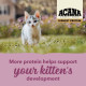 Сухий корм для кошенят Acana Highest Protein Kitten 1,8 кг - асорті Acana – купити зі знижкою %