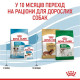 Сухий корм для цуценят Royal Canin Mini Puppy 8 кг Royal Canin – купити зі знижкою %