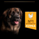 Сухой корм для собак Purina Pro Plan Large Robust Adult 14кг - домашняя птица Pro Plan – купить со скидкой