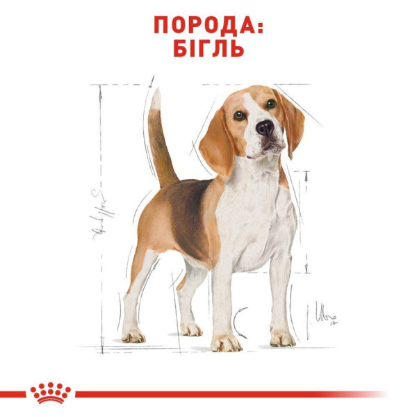Сухий корм для собак Royal Canin Beagle Adult 3 кг Royal Canin – купити зі знижкою %