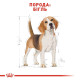 Сухий корм для собак Royal Canin Beagle Adult 3 кг Royal Canin – купити зі знижкою %