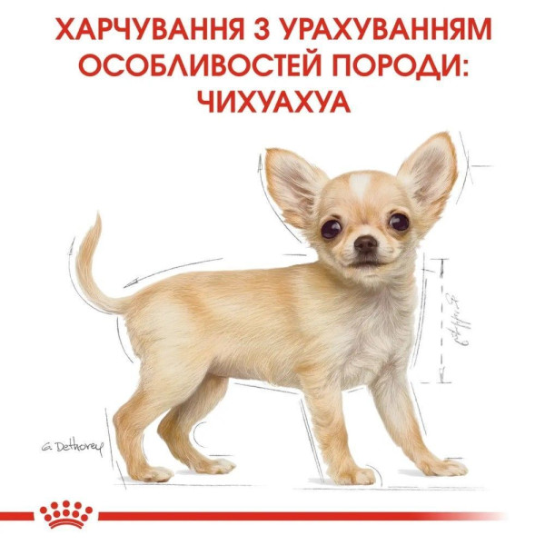 Сухий корм для цуценят Royal Canin Puppy Chihuahua 500 г Royal Canin – купити зі знижкою %