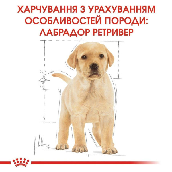 Сухий корм для цуценят Royal Canin Labrador Retriever Puppy 12 кг Royal Canin – купити зі знижкою %