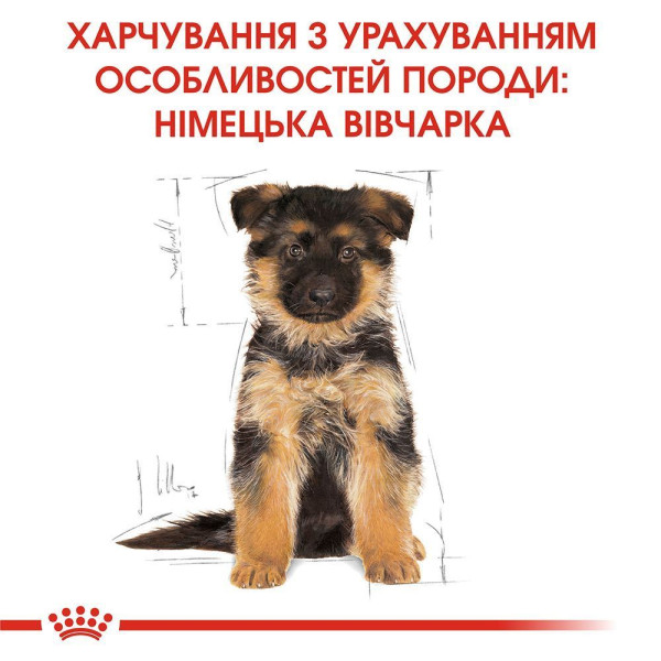 Сухий корм для цуценят Royal Canin German Shepherd Puppy 12 кг Royal Canin – купити зі знижкою %
