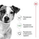 Сухий корм для собак Royal Canin Mini Adult 2 кг Royal Canin – купити зі знижкою %