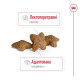 Сухий корм для собак Royal Canin Mini Adult 2 кг Royal Canin – купити зі знижкою %