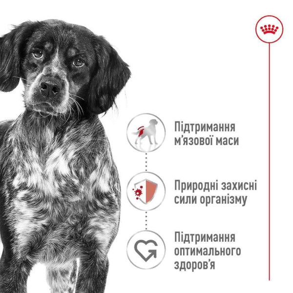 Сухий корм для собак Royal Canin Medium Adult 4 кг Royal Canin – купити зі знижкою %