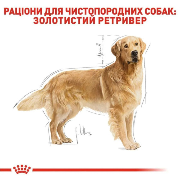 Сухий корм для собак Royal Canin Golden Retriever Adult 12 кг Royal Canin – купити зі знижкою %