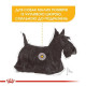 Royal Canin Mini Dermacomfort cухий корм для собак 3 кг Royal Canin – купити зі знижкою %