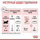 Сухий корм для кошенят Royal Canin Kitten 2 кг Royal Canin – купити зі знижкою %