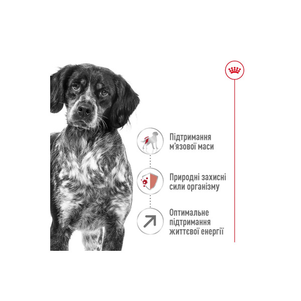 Сухий корм для собак Royal Canin Medium Adult 7+ 4 кг Royal Canin – купити зі знижкою %