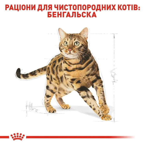 Сухий корм для котів бенгальскої породи Royal Canin Bengal Adult 2 кг Royal Canin – купити зі знижкою %